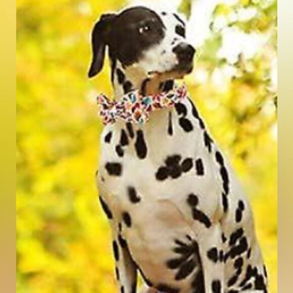 FALL Dog collar & bow tie for males or females adjustable - Picture 8 of 12